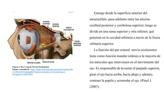 Figura 4. Par Craneal Nervio Oculomotor.
Fuente: extraída de https://image.slidesharecdn.com/parescraneales346-
131206182419-phpapp02/95/pares-craneales-3-4-6-semiologa-3-
638.jpg?cb=1386354443
Emerge desde la superficie anterior del
mesencéfalo, pasa adelante entre las arterias
cerebral posterior y cerebelosa superior; luego se
divide en una rama superior y otra inferior, qué
penetran en la cavidad orbitaria a través de la fisura
orbitaria superior.
La función del par craneal nervio oculomotor
tiene como función mandar ordenes a la mayoría de
los músculos que intervienen en el movimiento del
ojo. Es responsable de levantar el parpado superior,
girar el ojo hacia arriba, hacia abajo y adentro,
contraer la pupila y acomodar el ojo. (Pinel J.
(2007).
 