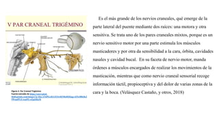 Es el más grande de los nervios craneales, qué emerge de la
parte lateral del puente mediante dos raíces: una motora y otra
sensitiva. Se trata uno de los pares craneales mixtos, porque es un
nervio sensitivo motor por una parte estimula los músculos
masticadores y por otra da sensibilidad a la cara, órbita, cavidades
nasales y cavidad bucal. En su faceta de nervio motor, manda
órdenes a músculos encargados de realizar los movimientos de la
masticación, mientras que como nervio craneal sensorial recoge
información táctil, propioceptiva y del dolor de varias zonas de la
cara y la boca. (Velásquez Castaño, y otros, 2018)Figura 5. Par Craneal Trigémino
Fuente extraído de https://encrypted-
tbn0.gstatic.com/images?q=tbn:ANd9GcR1tX53w0jNRo0QQqgvJJXr80lc8o2
9WaufPGUwq45Ux42gQHaM
 