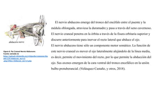 El nervio abducens emerge del tronco del encéfalo entre el puente y la
médula oblongada, atraviesa la duramadre y pasa a través del seno cavernoso.
El nervio craneal penetra en la órbita a través de la fisura orbitaria superior y
discurre anteriormente para inervar el recto lateral que abduce el ojo.
El nervio abducens tiene sólo un componente motor somático. La función de
este nervio craneal es mover el ojo lateralmente alejándolo de la línea media,
es decir, permite el movimiento del recto, por lo que permite la abducción del
ojo. Sus axones emergen de la cara ventral del tronco encefálico en la unión
bulbo protuberancial. (Velásquez Castaño, y otros, 2018).
Figura 6. Par Craneal Nervio Abduncens
Fuente: extraído de
https://upload.wikimedia.org/wikipedia/commons/thu
mb/2/29/Abducens_nerve1
.png/245px-Abducens_nerve1.png
 