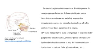Figura 7. Par Craneal Nervio Facial.
Fuente: extraída de
https://www.fairview.org/hlimg/krames/276306.jpg
Es uno de los pares craneales mixtos. Se encarga tanto de
mandar ordenes al musculo de la cara dedicados a crear
expresiones, permitiendo así socializar y comunicar
correctamente, como a las glándulas lagrimales y salivales
también recoge datos gustativos de la lengua.
El VII par craneal nervio facial se origina en el fascículo motor
que presenta un curso dorsal, craneal y pasa a ser medial por
detrás del núcleo abducens en el piso del cuarto ventrículo
donde forma el colículo facial. (Campos León, 2012).
 