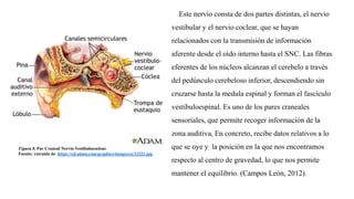 Figura 8. Par Craneal Nervio Vestibulococlear.
Fuente: extraída de https://ssl.adam.com/graphics/images/es/23221.jpg
Este nervio consta de dos partes distintas, el nervio
vestibular y el nervio coclear, que se hayan
relacionados con la transmisión de información
aferente desde el oído interno hasta el SNC. Las fibras
eferentes de los núcleos alcanzan el cerebelo a través
del pedúnculo cerebeloso inferior, descendiendo sin
cruzarse hasta la medula espinal y forman el fascículo
vestibuloespinal. Es uno de los pares craneales
sensoriales, que permite recoger información de la
zona auditiva, En concreto, recibe datos relativos a lo
que se oye y la posición en la que nos encontramos
respecto al centro de gravedad, lo que nos permite
mantener el equilibrio. (Campos León, 2012).
 