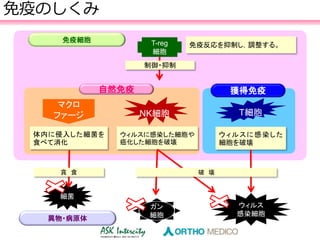 細菌
ウィルス
感染細胞
ガン
細胞
T-reg
細胞
制御・抑制
免疫細胞
異物・病原体
免疫反応を抑制し，調整する。
マクロ
ファージ
体内に侵入した細菌を
食べて消化
NK細胞
ウィルスに感染した細胞や
癌化した細胞を破壊
自然免疫
T細胞
ウィルスに感染した
細胞を破壊
獲得免疫
破 壊貪 食
免疫のしくみ
 