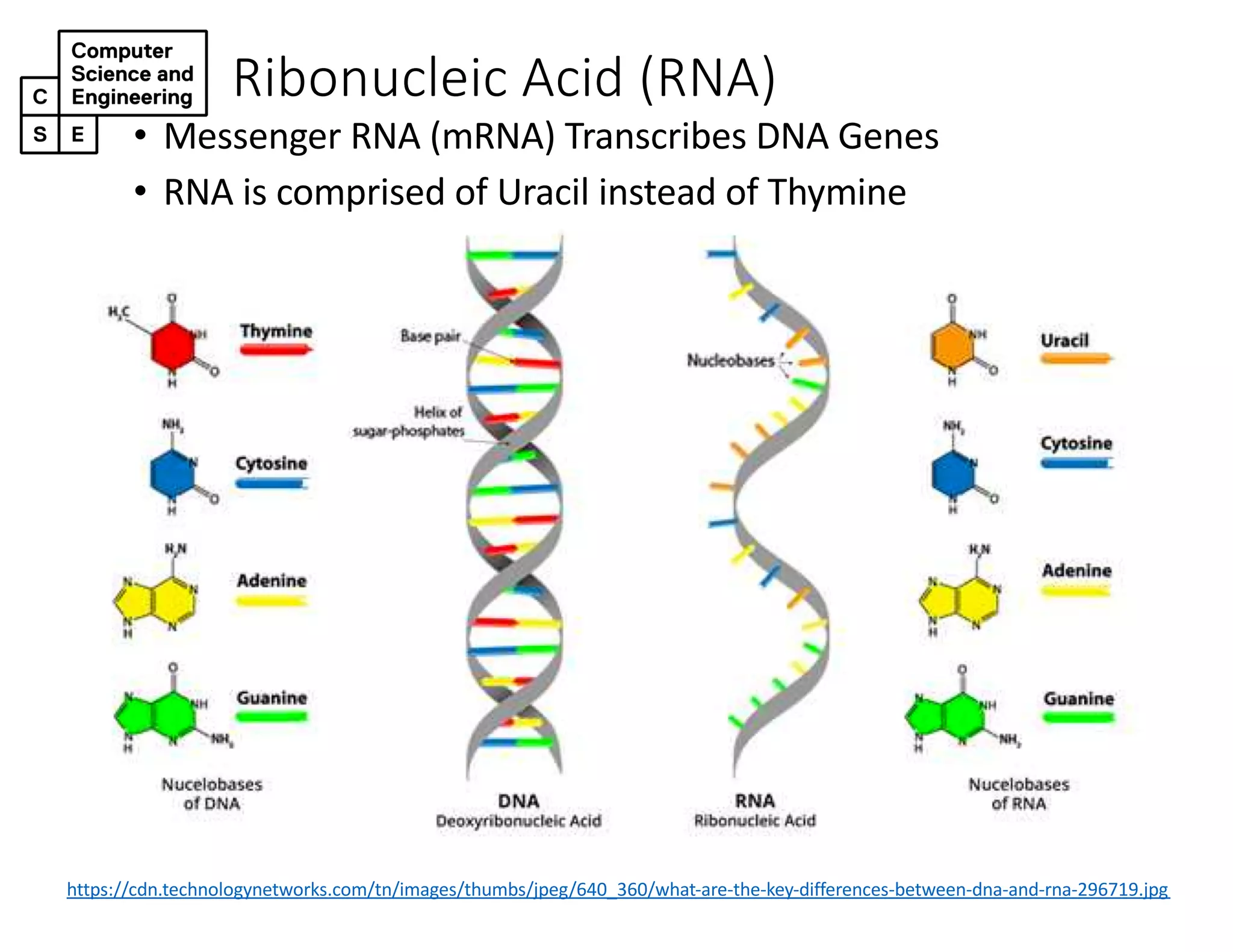 Ribonucleic Acid (RNA)
https://cdn.technologynetworks.com/tn/images/thumbs/jpeg/640_360/what-are-the-key-differences-between-dna-and-rna-296719.jpg
• Messenger RNA (mRNA) Transcribes DNA Genes
• RNA is comprised of Uracil instead of Thymine
 