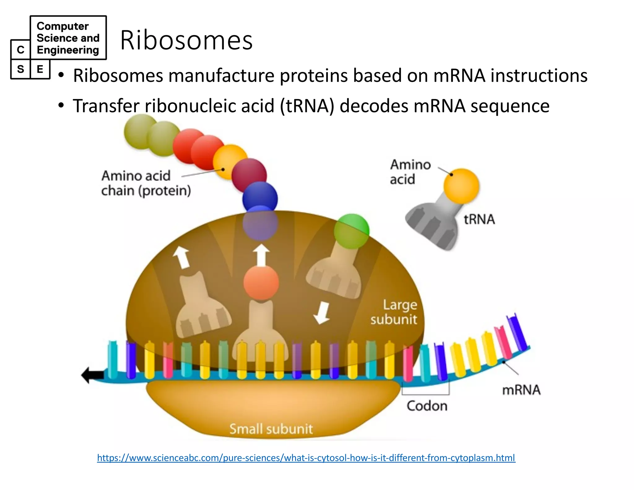 Ribosomes
https://www.scienceabc.com/pure-sciences/what-is-cytosol-how-is-it-different-from-cytoplasm.html
• Ribosomes manufacture proteins based on mRNA instructions
• Transfer ribonucleic acid (tRNA) decodes mRNA sequence
 