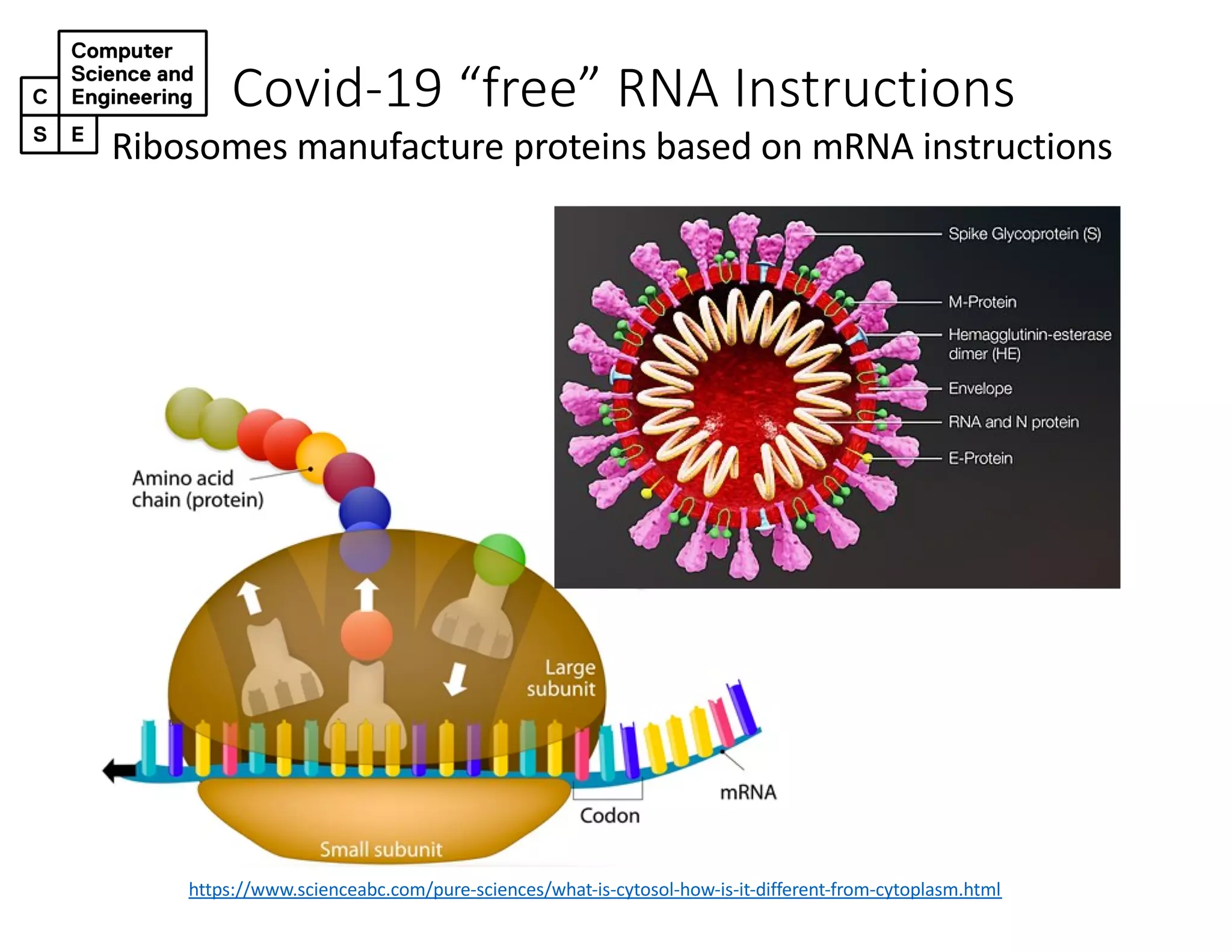 Covid-19 “free” RNA Instructions
https://www.scienceabc.com/pure-sciences/what-is-cytosol-how-is-it-different-from-cytoplasm.html
Ribosomes manufacture proteins based on mRNA instructions
 