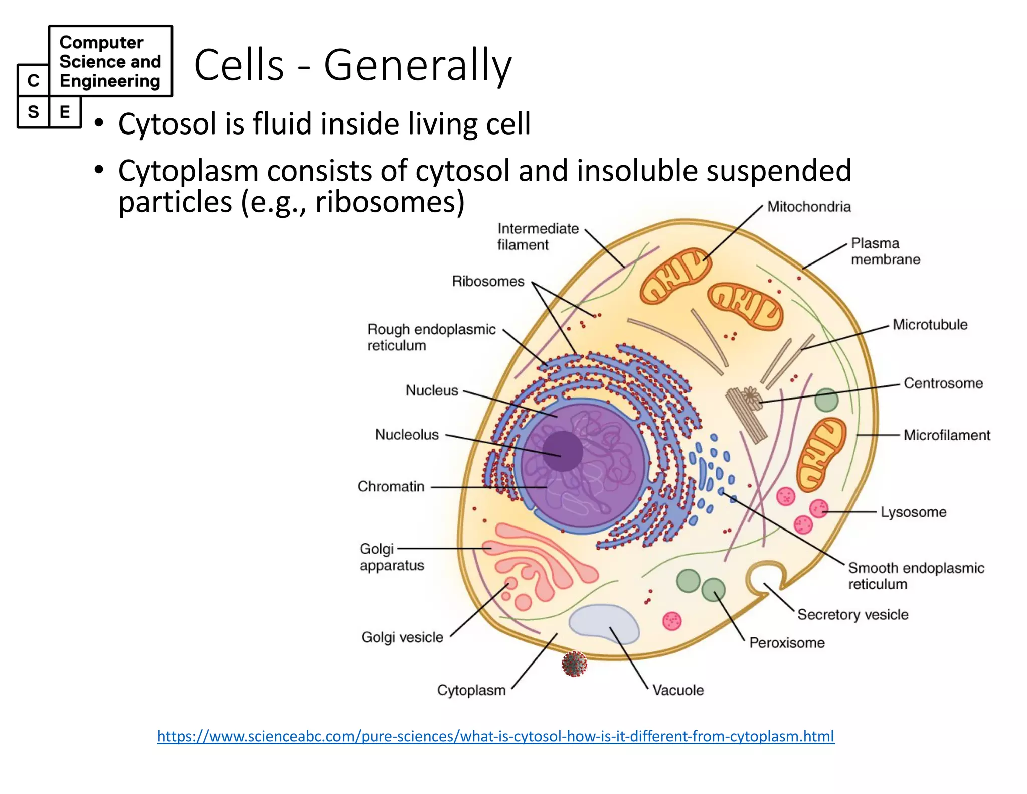 Cells - Generally
https://www.scienceabc.com/pure-sciences/what-is-cytosol-how-is-it-different-from-cytoplasm.html
• Cytosol is fluid inside living cell
• Cytoplasm consists of cytosol and insoluble suspended
particles (e.g., ribosomes)
 