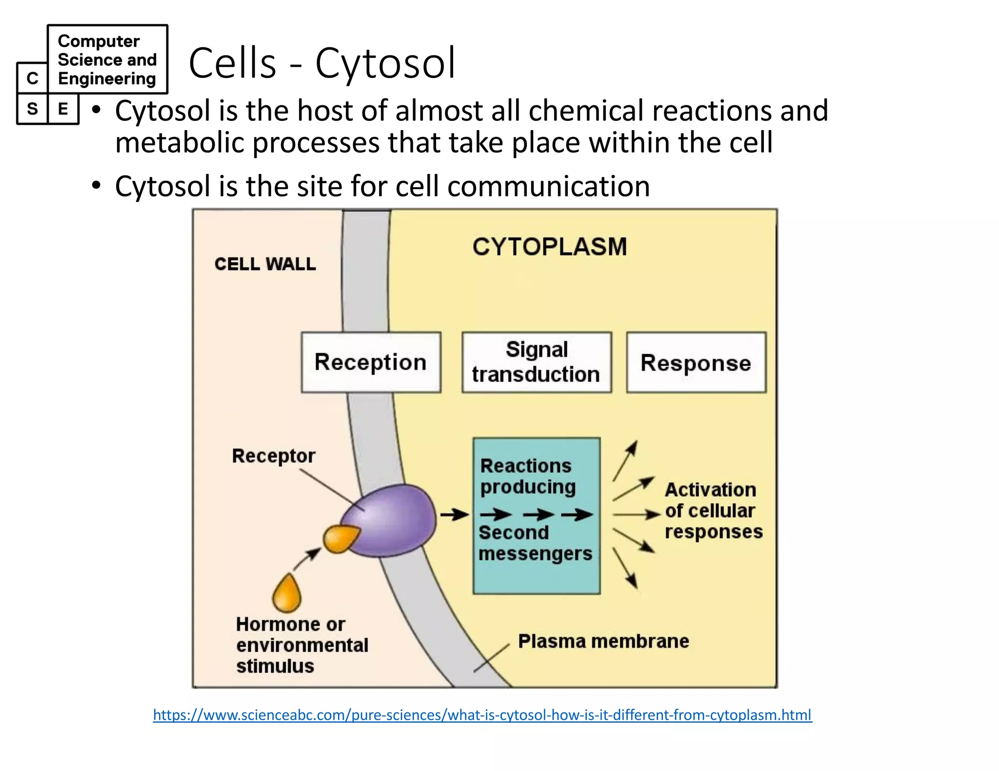 Cells - Cytosol
https://www.scienceabc.com/pure-sciences/what-is-cytosol-how-is-it-different-from-cytoplasm.html
• Cytosol is the host of almost all chemical reactions and
metabolic processes that take place within the cell
• Cytosol is the site for cell communication
 