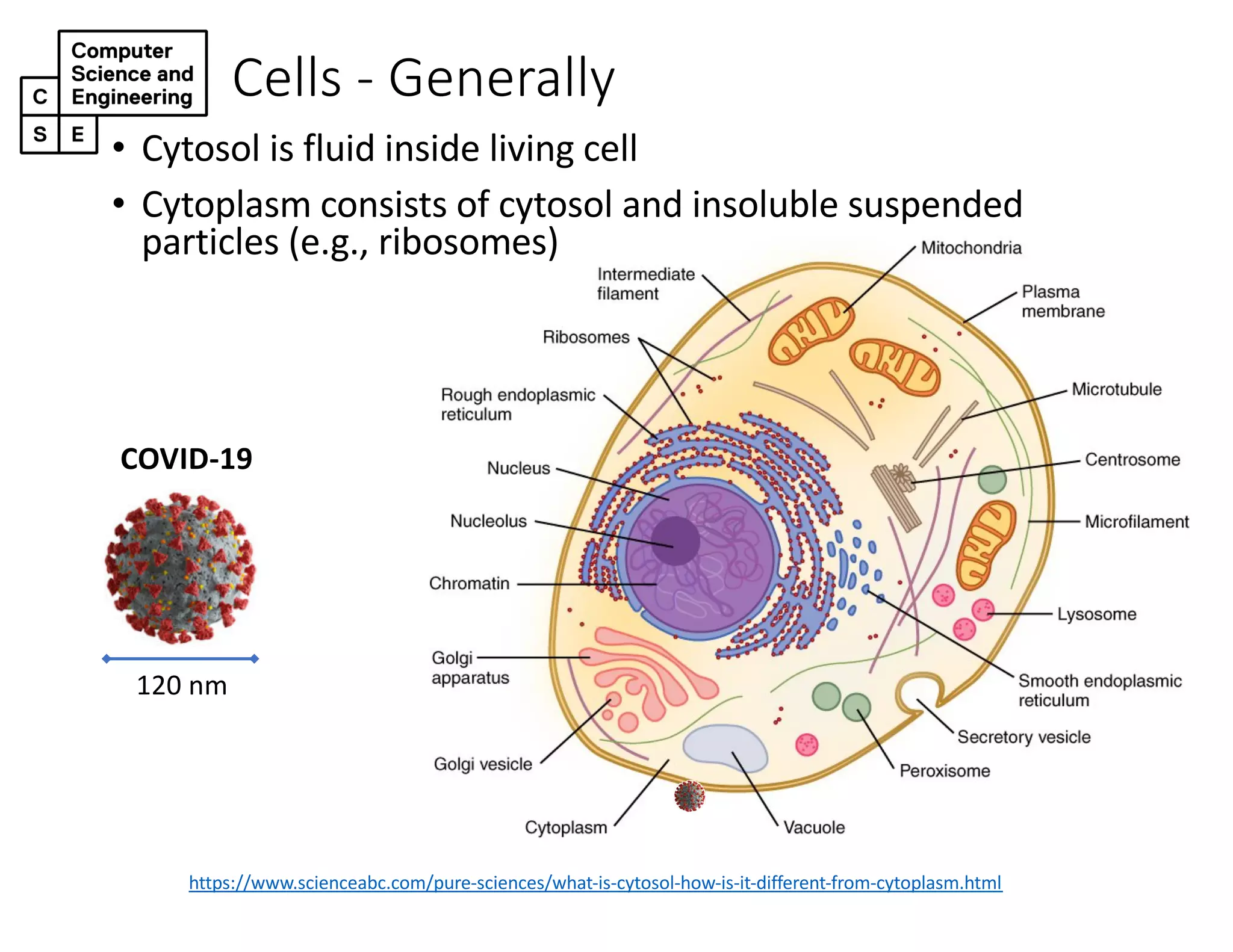 Cells - Generally
https://www.scienceabc.com/pure-sciences/what-is-cytosol-how-is-it-different-from-cytoplasm.html
• Cytosol is fluid inside living cell
• Cytoplasm consists of cytosol and insoluble suspended
particles (e.g., ribosomes)
120 nm
COVID-19
 