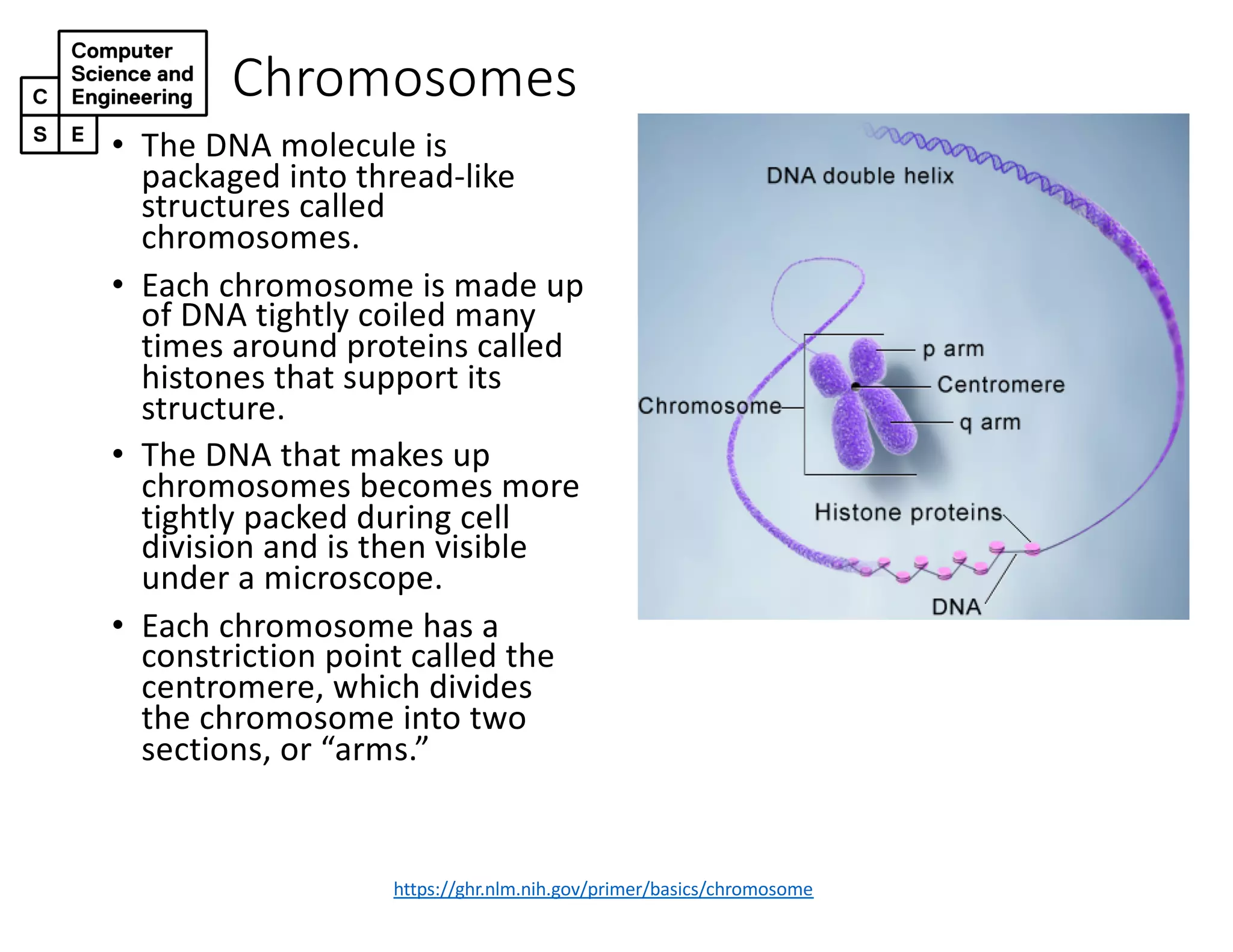Chromosomes
https://ghr.nlm.nih.gov/primer/basics/chromosome
• The DNA molecule is
packaged into thread-like
structures called
chromosomes.
• Each chromosome is made up
of DNA tightly coiled many
times around proteins called
histones that support its
structure.
• The DNA that makes up
chromosomes becomes more
tightly packed during cell
division and is then visible
under a microscope.
• Each chromosome has a
constriction point called the
centromere, which divides
the chromosome into two
sections, or “arms.”
 