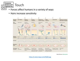 Touch
• Forces'affect'humans'in'a'variety'of'ways
• Hairs'increase'sensitivity
https://i.stack.imgur.com/R3j0G.jpg
 