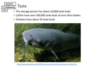 Taste
• The$average$person$has$about$10,000$taste$buds.
• Catfish$have$over$100,000$taste$buds$all$over$their$bodies.
• Chickens$have$about$24$taste$buds.
https://www.livescience.com/32970DwhatDanimalDhasDtheDbestDsenseDofDtaste.html
 