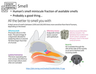 Smell
• Human’s(smell(miniscule(fraction(of(available(smells
• Probably(a(good(thing…
https://pbs.twimg.com/media/CJFeJMJUYAAcEF1.jpg
 