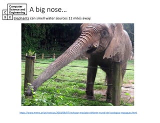 A"big"nose…
Elephants can+smell+water+sources+12+miles+away.
https://www.metro.pr/pr/noticias/2018/08/07/rechazan<traslado<elefante<mundi<del<zoologico<mayaguez.html
 
