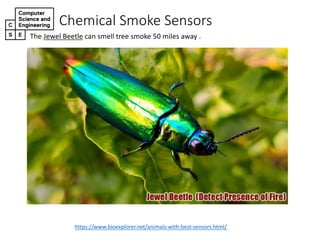 Chemical)Smoke)Sensors
The$Jewel$Beetle can$smell$tree$smoke$50$miles$away$.
https://www.bioexplorer.net/animals<with<best<sensors.html/
 