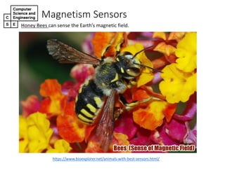 Magnetism*Sensors
Honey&Bees&can&sense&the&Earth’s&magnetic&field.
https://www.bioexplorer.net/animals=with=best=sensors.html/
 