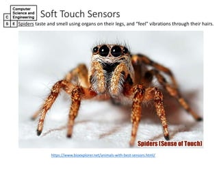 Soft%Touch%Sensors
Spiders taste*and*smell*using*organs*on*their*legs,*and*“feel”*vibrations*through*their*hairs.
https://www.bioexplorer.net/animals=with=best=sensors.html/
 