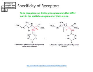 Specificity)of)Receptors
http://www.bioinfo.org.cn/book/biochemistry/chapt03/bio2.htm
Taste&receptors&can&distinguish&compounds&that&differ&
only&in&the&spatial&arrangement&of&their&atoms.
 
