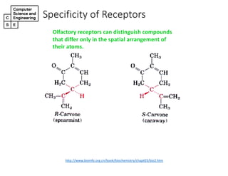 Specificity)of)Receptors
http://www.bioinfo.org.cn/book/biochemistry/chapt03/bio2.htm
Olfactory receptors-can-distinguish-compounds-
that-differ-only-in-the-spatial-arrangement-of-
their-atoms.
 