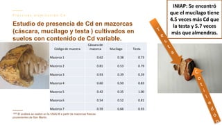 Contenido de cadmio en granos de cacao