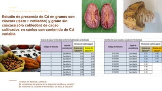 Contenido de cadmio en granos de cacao