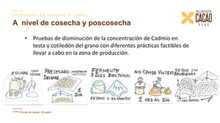 Contenido de cadmio en granos de cacao