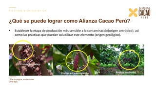 Contenido de cadmio en granos de cacao