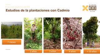 Contenido de cadmio en granos de cacao