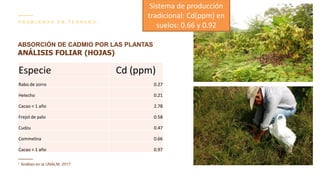 Contenido de cadmio en granos de cacao