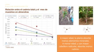 Contenido de cadmio en granos de cacao