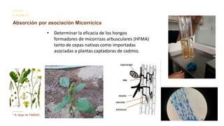 Contenido de cadmio en granos de cacao