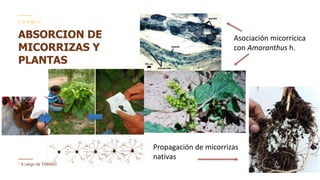 Contenido de cadmio en granos de cacao