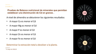 Contenido de cadmio en granos de cacao