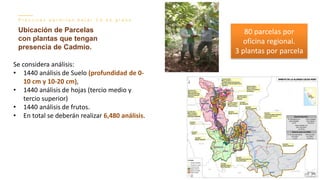 Contenido de cadmio en granos de cacao
