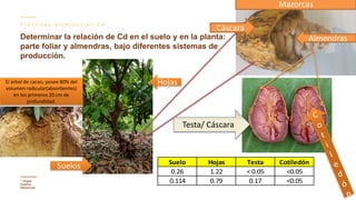 Contenido de cadmio en granos de cacao