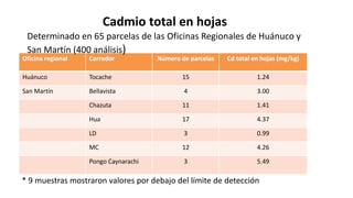 Contenido de cadmio en granos de cacao