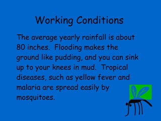 Working Conditions The average yearly rainfall is about 80 inches.  Flooding makes the ground like pudding, and you can sink up to your knees in mud.  Tropical diseases, such as yellow fever and malaria are spread easily by mosquitoes. 