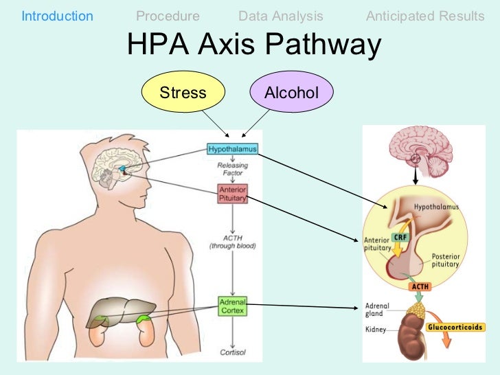hpa axis