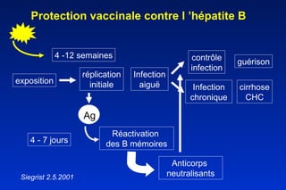 Protection vaccinale contre l ’hépatite B exposition réplication initiale Infection aiguë contrôle infection Infection chronique guérison cirrhose CHC Siegrist 2.5.2001 4 -12 semaines Anticorps  neutralisants Ag 4 - 7 jours Réactivation  des B mémoires 
