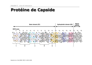 Hépatite C : virus et marqueurs


Protéine de Capside




Boulant et al, J Virol 2005, 79(17): 11353‐11365.
 
