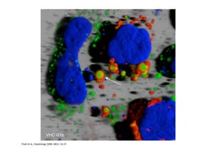 VHC G1b

Piodi et al., Hepatology 2008, 48(1): 16‐27.
 