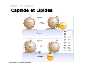 Hépatite C : virus et marqueurs


   Capside et Lipides




Bartenschalger et al., Tends Microbiol, in press.
 