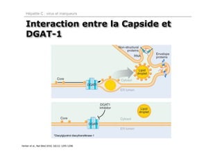 Hépatite C : virus et marqueurs


   Interaction entre la Capside et
   DGAT-1




                             *Diacylglycérol diacyltransférase-1


Herker et al., Nat Med 2010, 16(11): 1295‐1298.
 