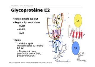 Hépatite C : virus et marqueurs


   Glycoprotéine E2
        • Hétérodimère avec E1
        • Régions hypervariables
                 – HVR1
                 – HVR2
                 – igVR


        • Rôles
                 – HVR2 et igVR
                 indispensables au “folding“
                 E1-E2
                 – Étapes précoces
                 (interaction avec CD81,
                 peptide de fusion)

Krey et al., PLoS Pathog. 2010, 6(2): e1000762; McCaffrey et al., J Gen Virol 2011, 92: 112‐121.
 