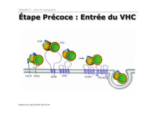 Hépatite C : virus et marqueurs


Étape Précoce : Entrée du VHC




Popescu et al., Bio Cell 2010, 102: 63‐74.
 