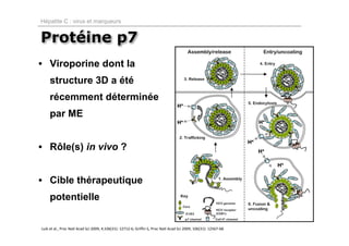 Hépatite C : virus et marqueurs


Protéine p7
• Viroporine dont la
     structure 3D a été
     récemment déterminée
     par ME


• Rôle(s) in vivo ?


• Cible thérapeutique
     potentielle


Luik et al., Proc Natl Acad Sci 2009, 4;106(31): 12712‐6; Griffin S, Proc Natl Acad Sci 2009, 106(31): 12567‐68.
 