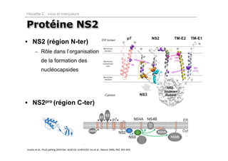 Hépatite C : virus et marqueurs


Protéine NS2
• NS2 (région N-ter)
       – Rôle dans l’organisation
            de la formation des
            nucléocapsides




• NS2pro (région C-ter)




Jirasko et al., PLoS pathog 2010 Dec 16;6(12): e1001233; Ivo et al., Nature 2006, 442: 831‐835.
 
