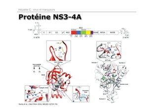 Hépatite C : virus et marqueurs


Protéine NS3-4A




Raney et al., J Biol Chem 2010, 285(30): 22725‐731.
 