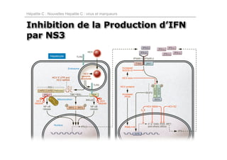 Hépatite C : Nouvelles Hepatite C : virus et marqueurs


Inhibition de la Production d’IFN
par NS3
 