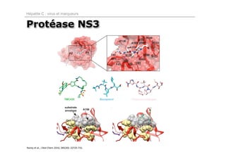 Hépatite C : virus et marqueurs


Protéase NS3




Raney et al., J Biol Chem 2010, 285(30): 22725‐731.
 