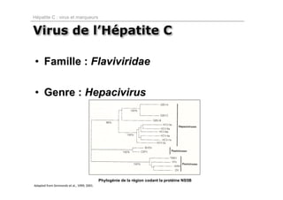 Hépatite C : virus et marqueurs


Virus de l’Hépatite C

• Famille : Flaviviridae

• Genre : Hepacivirus




                                            Phylogénie de la région codant la protéine NS5B
Adapted from Simmonds et al., 1999; 2001.
 
